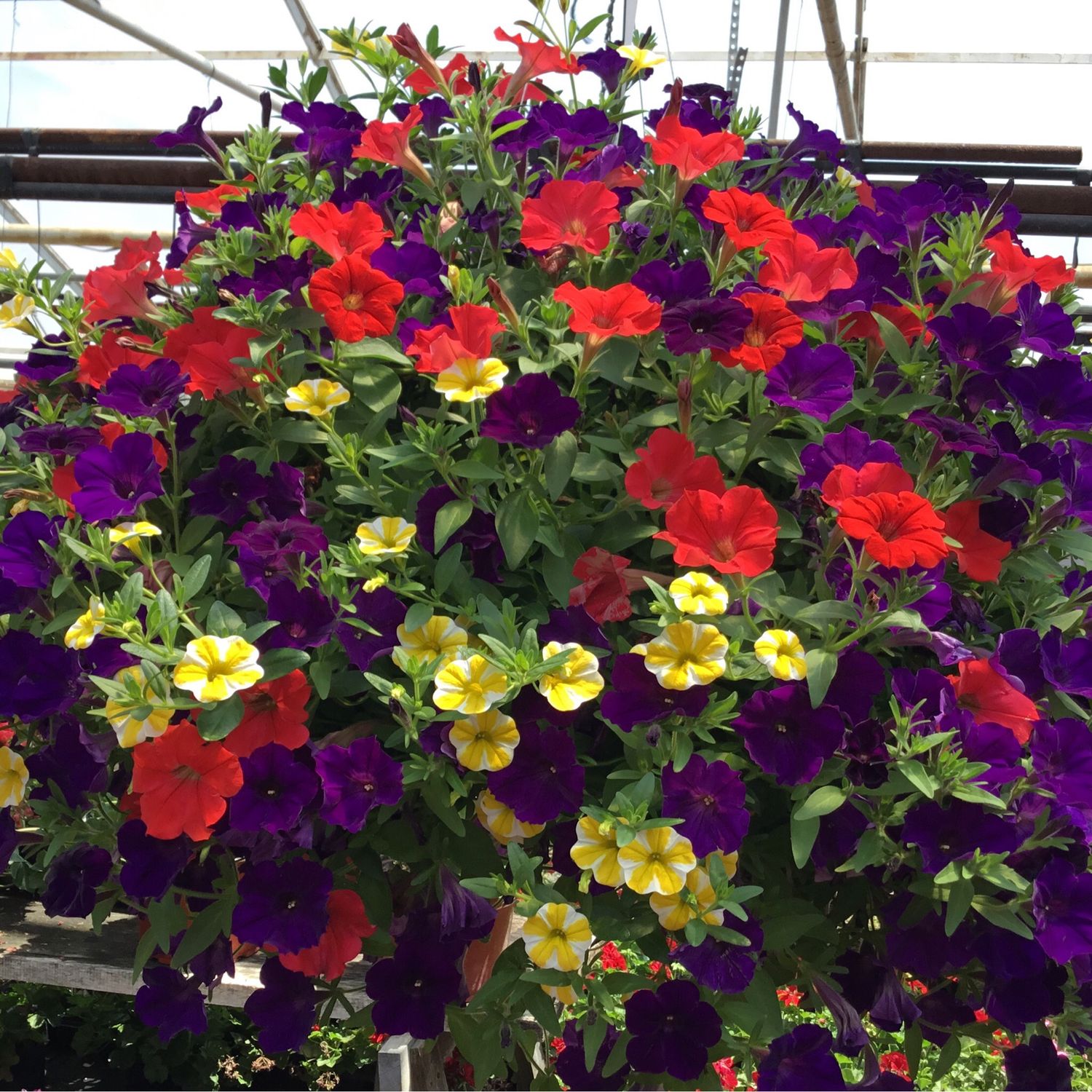 Starry Night (12" Hanging Basket) $45.99