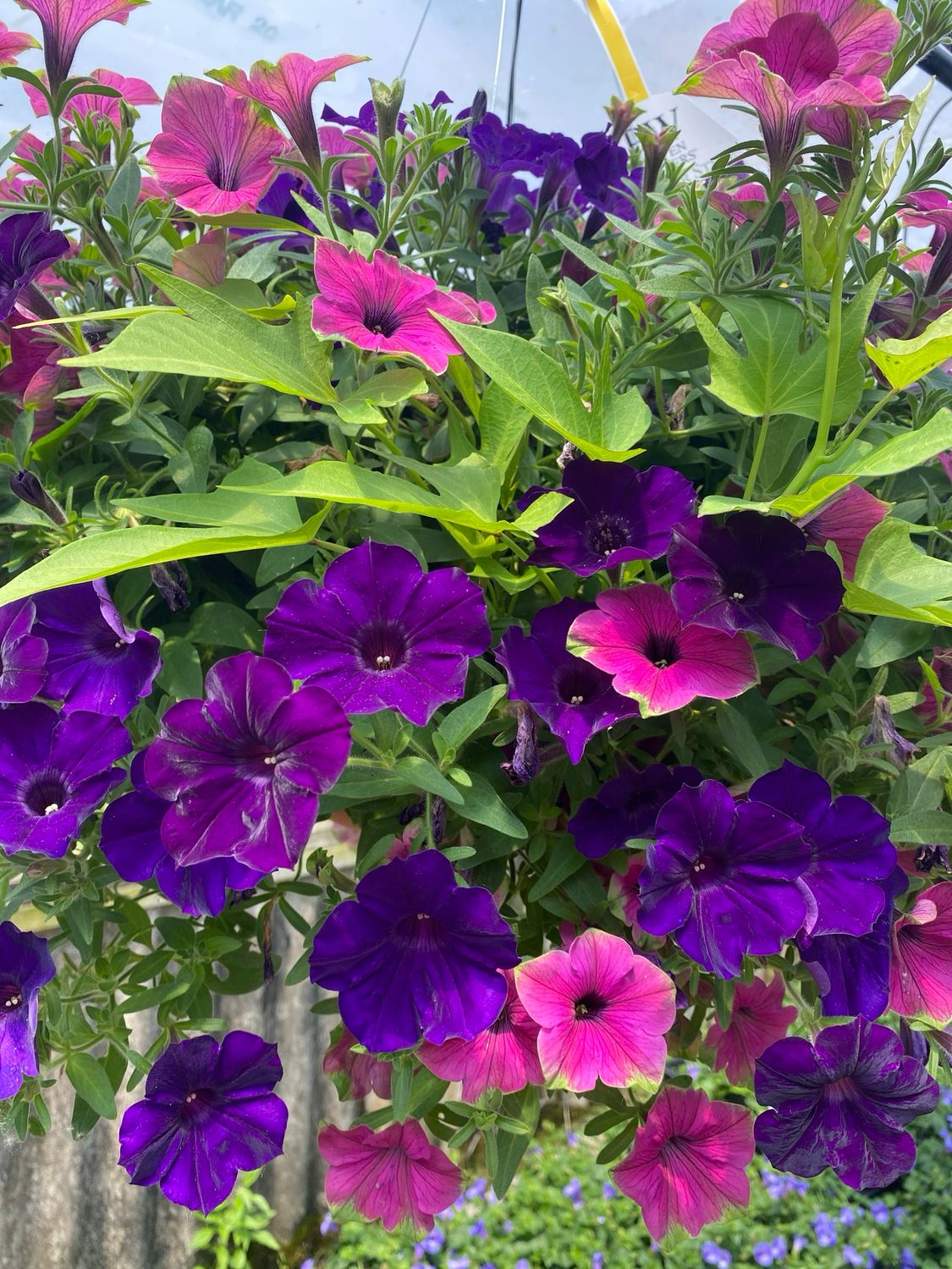 Believe in Fairies (12" Hanging Basket) $45.99 Believe in Fairies (12" Hanging Basket) $45.99