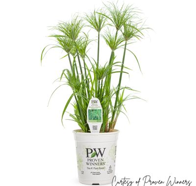 Grass Prince Tut PW (gallon pot) $11.99