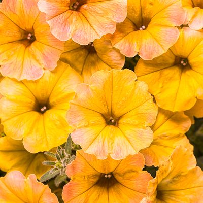 Petunia Honey PW Supertunia (quart pot)