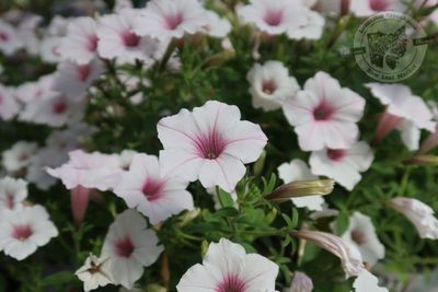 Petunia Silverberry PW Supertunia Vista (quart pot)