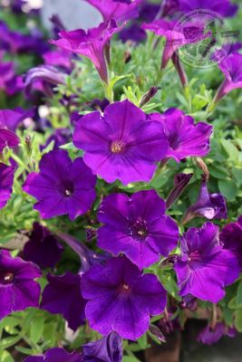 Petunia Royal Velvet PW Supertunia (quart pot)