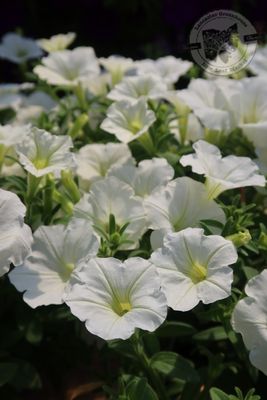 Petunia Snowdrift White PW Supertunia Vista (quart pot)
