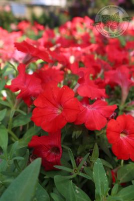 Petunia Really Red PW Supertunia (quart pot)