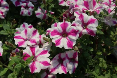 Petunia Lovie Dovie PW Supertunia (quart pot)