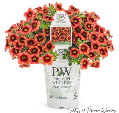 Calibrachoa Million Bells Tangerine Punch PW Superbells (quart pot)