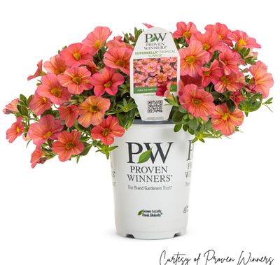 Calibrachoa Million Bells Tropical Sunrise PW Superbells (quart pot)