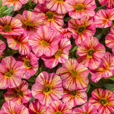 Calibrachoa Million Bells Tropical Sunrise PW Superbells (quart pot)