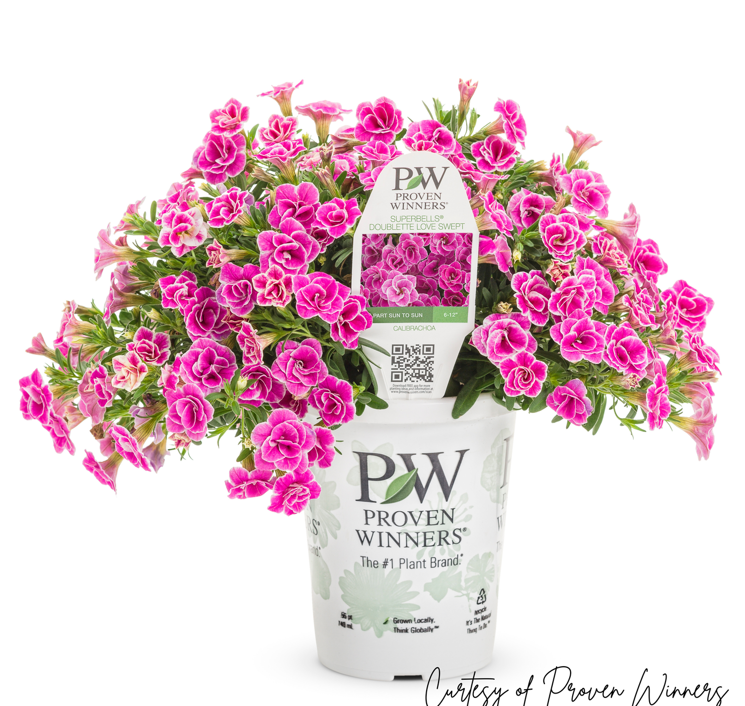 Calibrachoa Million Bells Doublette Love Swept PW Superbells (quart pot)