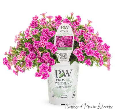 Calibrachoa Million Bells Doublette Love Swept PW Superbells (quart pot)