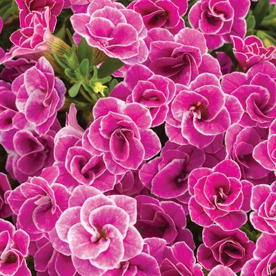 Calibrachoa Million Bells Doublette Love Swept PW Superbells (quart pot)