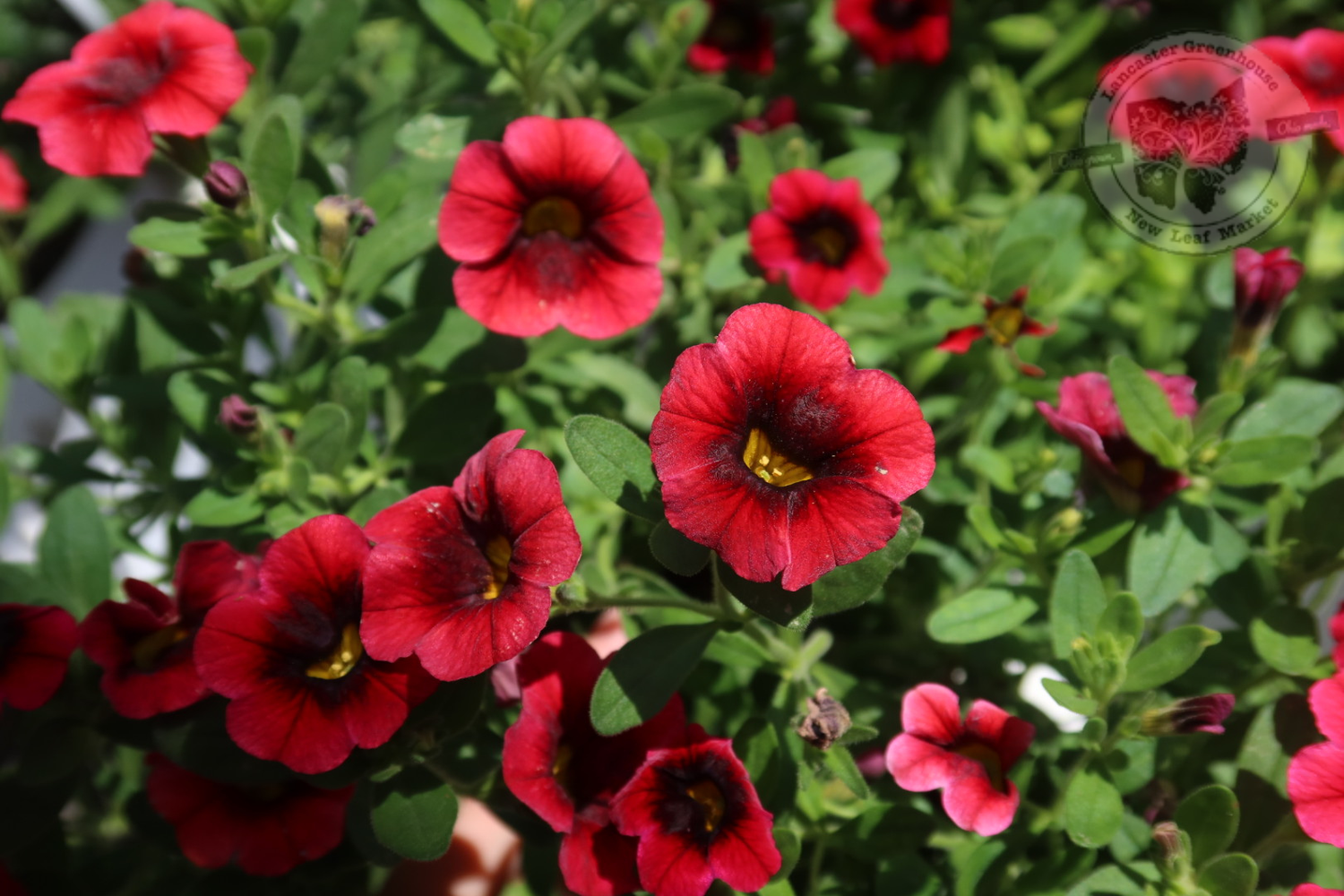 Calibrachoa Million Bells Pomegranate Punch PW Superbells (quart pot)