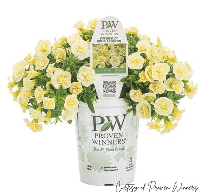 Calibrachoa Million Bells Double Chiffon PW Superbells (quart pot)