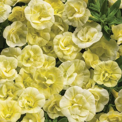 Calibrachoa Million Bells Double Chiffon PW Superbells (quart pot)