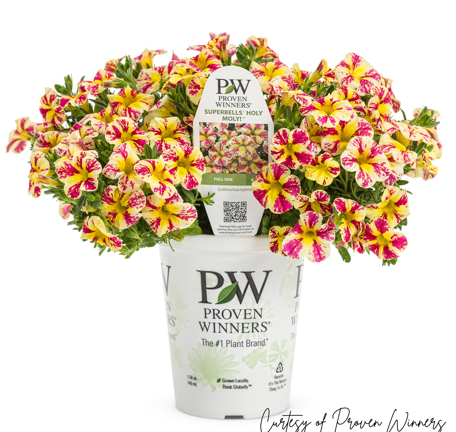 Calibrachoa Million Bells Holy MOLY PW Superbells (quart pot)