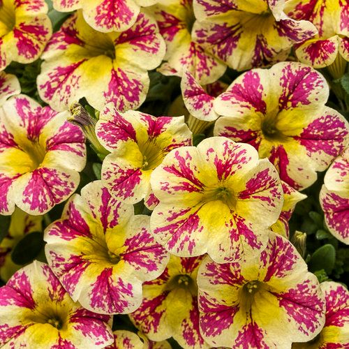 Calibrachoa Million Bells Holy MOLY PW Superbells (quart pot)