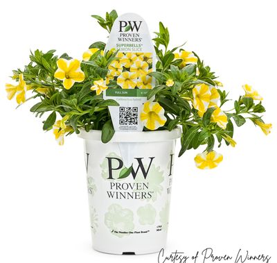 Calibrachoa Million Bells Lemon Slice PW Superbells (quart pot)
