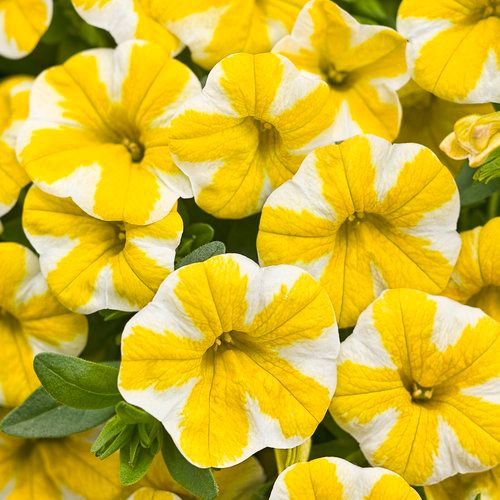 Calibrachoa Million Bells Lemon Slice PW Superbells (quart pot)