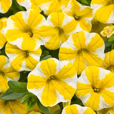 Calibrachoa Million Bells Lemon Slice PW Superbells (quart pot)