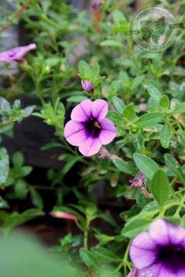 Calibrachoa Million Bells Grape Punch PW Superbells (quart pot)