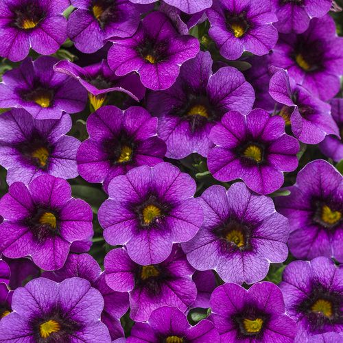 Calibrachoa Million Bells Grape Punch PW Superbells (quart pot)