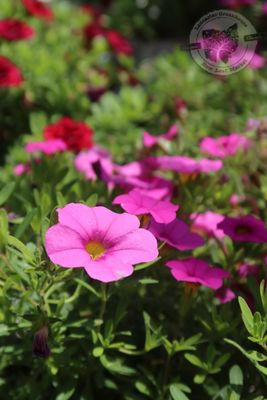 Calibrachoa Million Bells Pink PW Superbells (quart pot)
