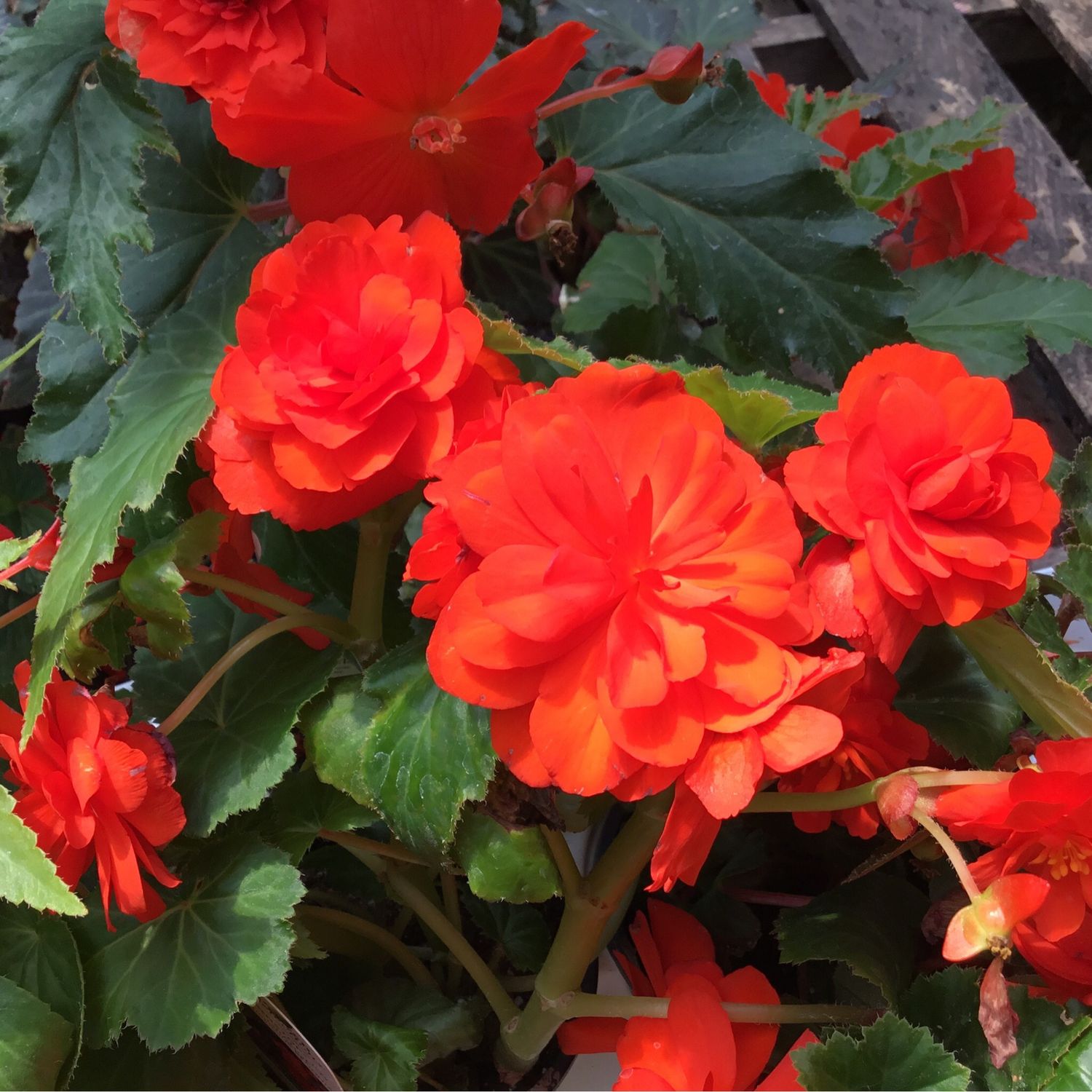 Begonia Nonstop Orange PW (quart pot) Begonia Nonstop Orange PW (quart pot)