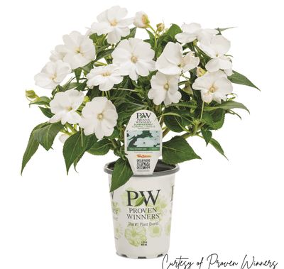 SunPatiens Compact Classic White PW (quart pot)
