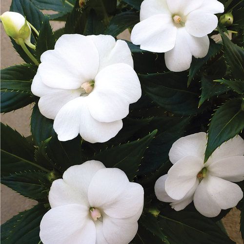 SunPatiens Compact Classic White PW (quart pot) SunPatiens Compact Classic White PW (quart pot)