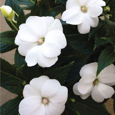 SunPatiens Compact Classic White PW (quart pot)