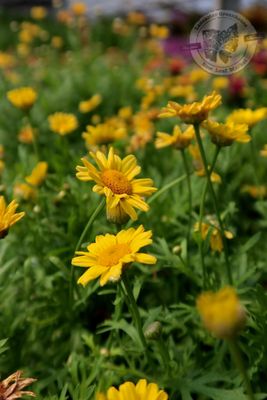 Argyranthemum Golden Butterfly Daisy PW (quart pot)