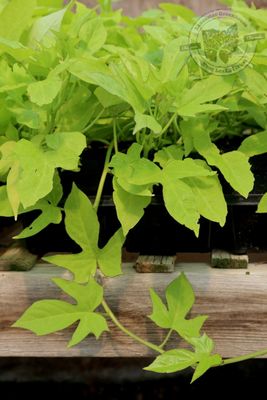 Ipomoea Margarita Sweet Potato Vine PW (quart pot)