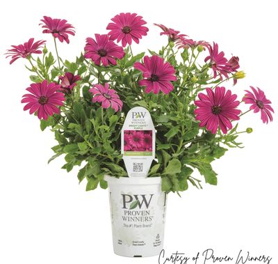Osteospermum Bright Lights PURPLE Daisy PW (quart pot)