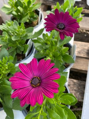 Osteospermum Bright Lights PURPLE Daisy PW (quart pot)