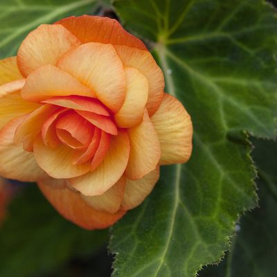 Begonia Illuminaton Apricot Shades PW (quart pot)