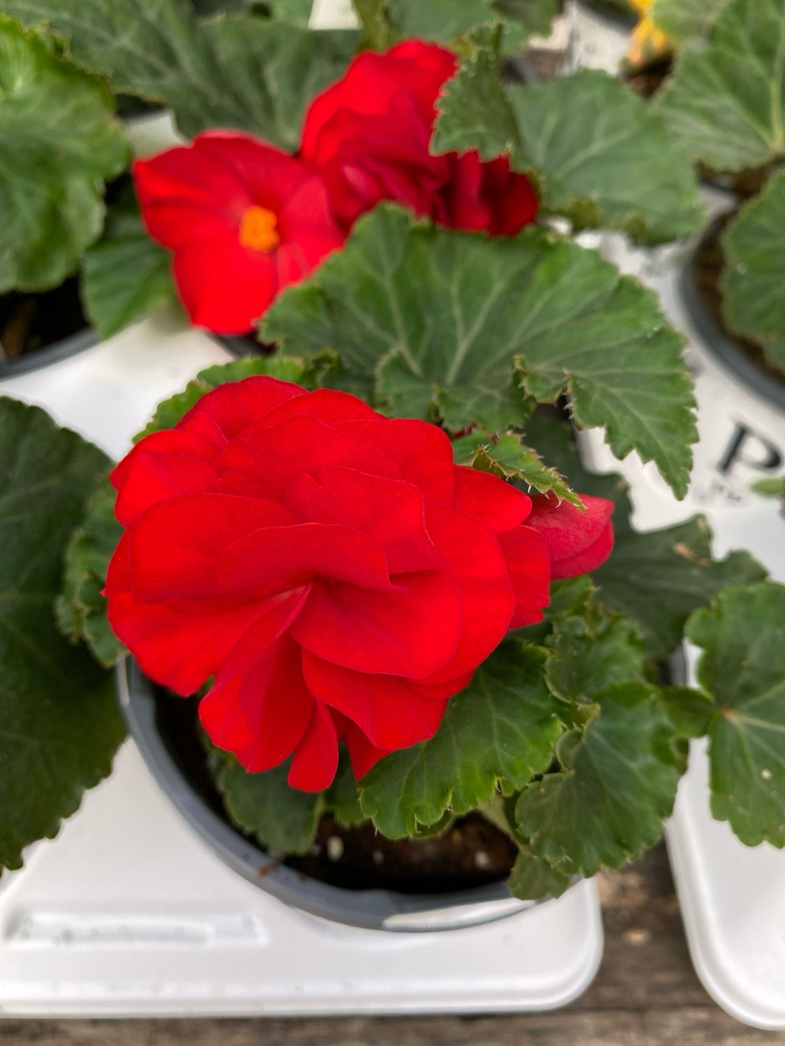 Begonia Nonstop Red PW (quart pot) Begonia Nonstop Red PW (quart pot)