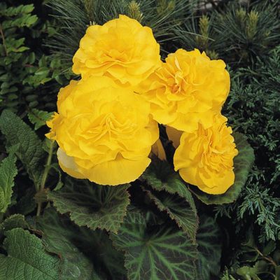 Begonia Nonstop Yellow PW (quart pot)