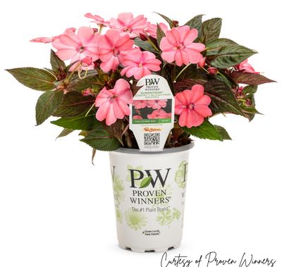 SunPatiens Compact BLUSH Pink PW (quart pot)