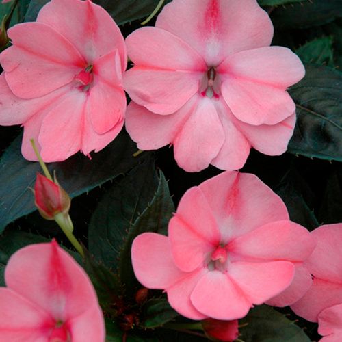 SunPatiens Compact BLUSH Pink PW (quart pot) SunPatiens Compact BLUSH Pink PW (quart pot)
