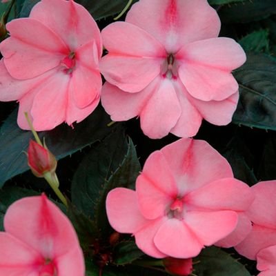 SunPatiens Compact BLUSH Pink PW (quart pot)