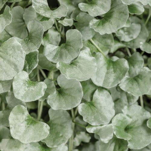 Dichondra Silver Falls PW (quart pot)
