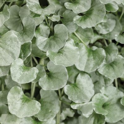 Dichondra Silver Falls PW (quart pot)