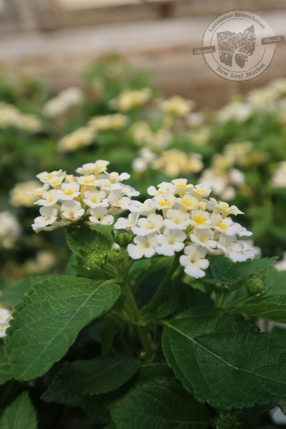 Lantana Luscious Royale Pina Colada PW (quart pot)