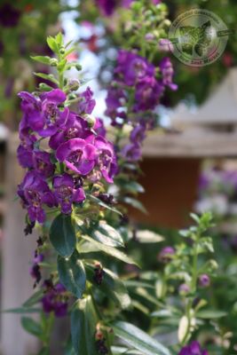 Angelonia Angelface Blue PW (quart pot)