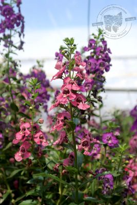 Angelonia Angelface Perfectly Pink PW (quart pot)