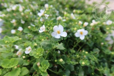 Sutera Bacopa Snowstorm Snow Globe PW (quart pot)