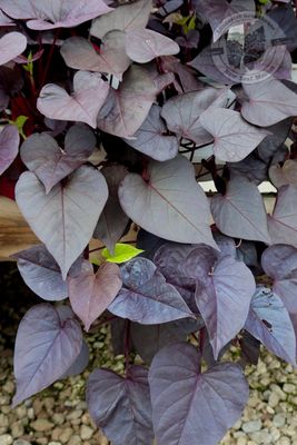 Ipomoea Jet Black Sweet Potato Vine Sweet Caroline Sweetheart PW (quart pot)