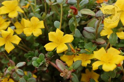 Portulaca Mojave Yellow PW (quart pot)