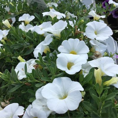 Calibrachoa Million Bells White PW Superbells (quart pot)