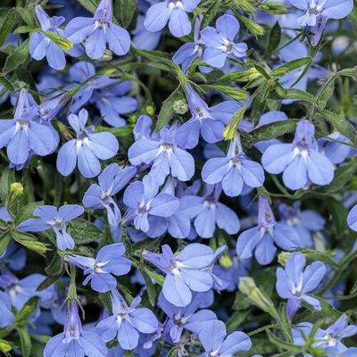Lobelia Laguna SKY Blue PW (quart pot)